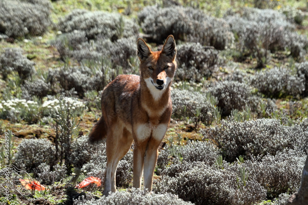 Naklejka premium Der Äthiopische Wolf in den Bale Mountains von Äthiopien in Afrika