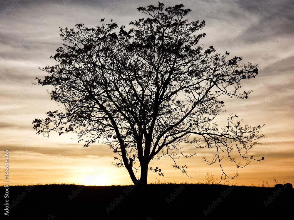 Sillouette of a tree in the sunset
