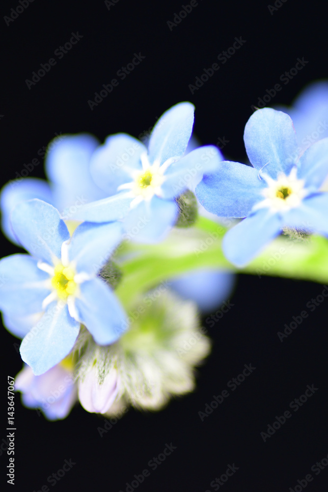 forget-me-not forget-me-not