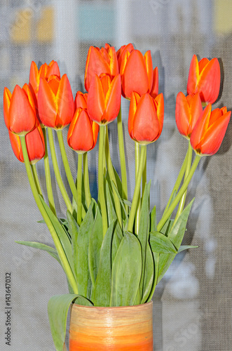 Red orange tulips flowers close up with yellow margins, close up isolated.
