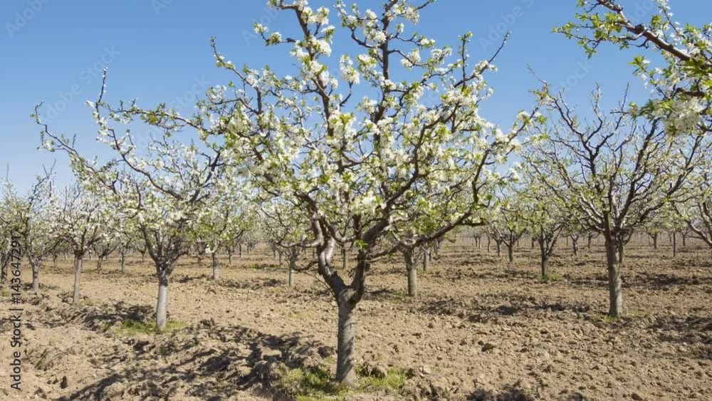 Orchard of cherry trees