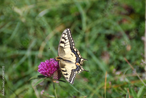 Common Yellow Swallowtail collecting nectar on the flower. Papilio machaon in natural habitat © Ivan