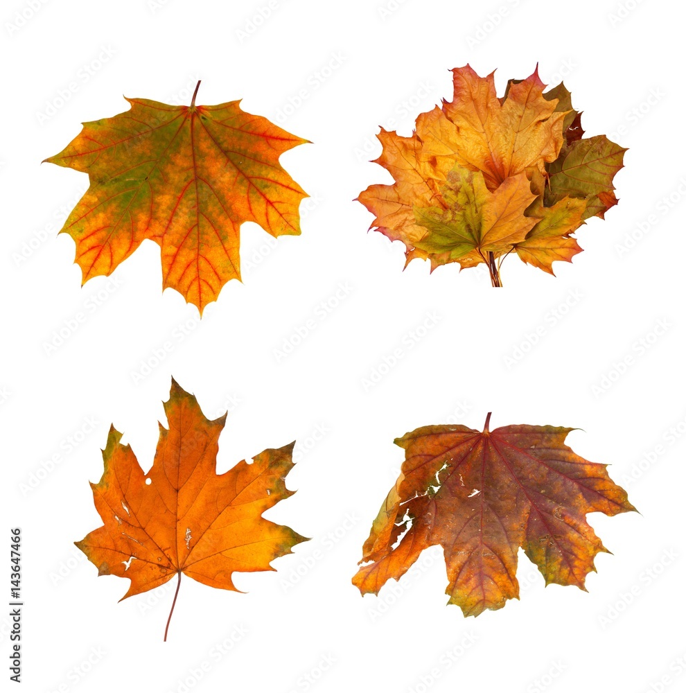 Set the autumn maple branch with leaves isolated Set the autumn maple branch with leaves isolated
