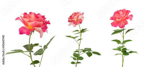 Beautiful pink roses for design isolated on white background