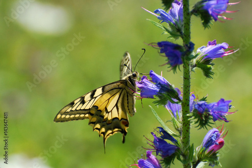 Common Yellow Swallowtail collecting nectar on the flower. Papilio machaon in natural habitat © Ivan