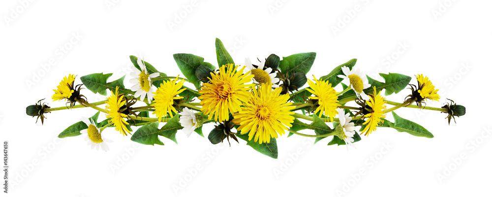Naklejka premium Dandelion and daisy flowers line arrangement