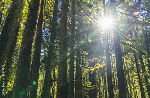 green forest with sunrays on the day.