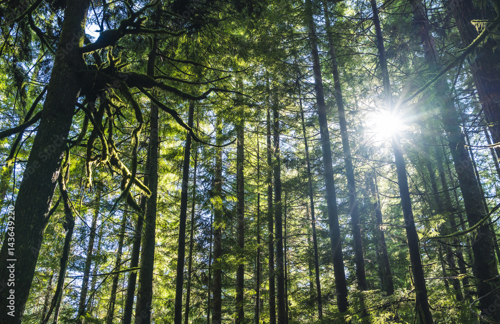 Fototapeta premium green forest with sunrays on the day.
