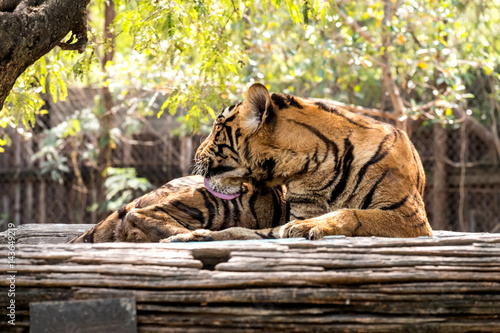 Fototapeta Naklejka Na Ścianę i Meble -  Bengal Tiger