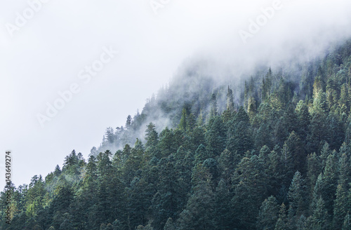 foggy over  forrest in the evening. © checubus