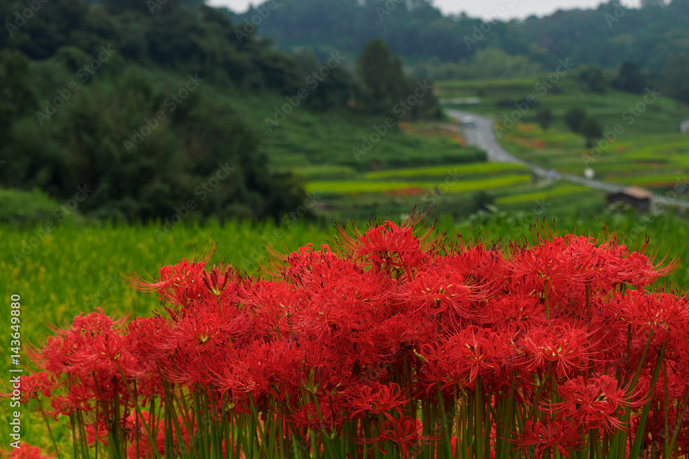 彼岸花と田園風景