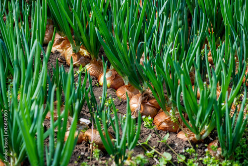 close-up of onion plantation in a hothouse - selective focus