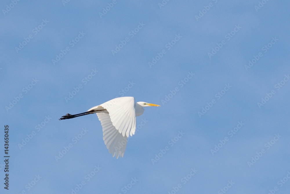 The Flying White Egret in the blue sky The Flying White Egret in the blue sky