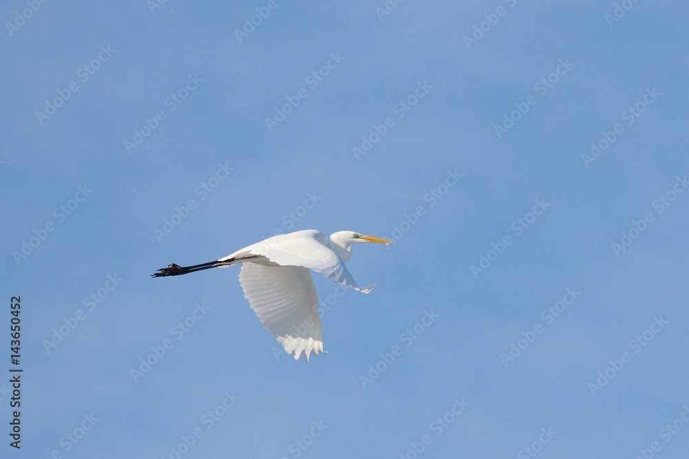 Great White Egret Egretta alba in flight on blue sky Great White Egret Egretta alba in flight on blue sky