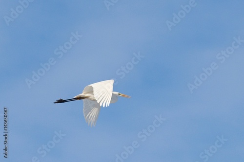 Great White Egret Egretta alba in flight on blue sky
