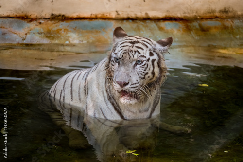 Fototapeta Naklejka Na Ścianę i Meble -  White Tiger