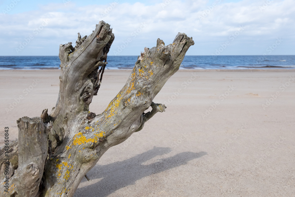 Dead tree on the seashore