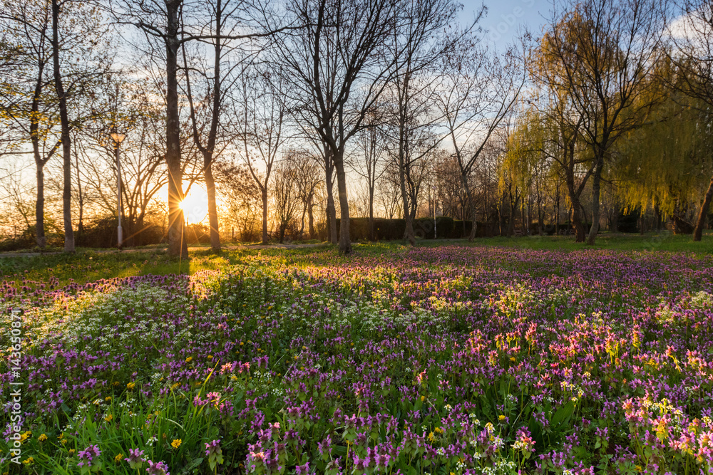 Sunny spring lawn at morning Sunny spring lawn at morning