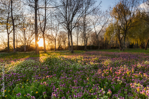 Fototapeta Naklejka Na Ścianę i Meble -  Sunny spring lawn at morning