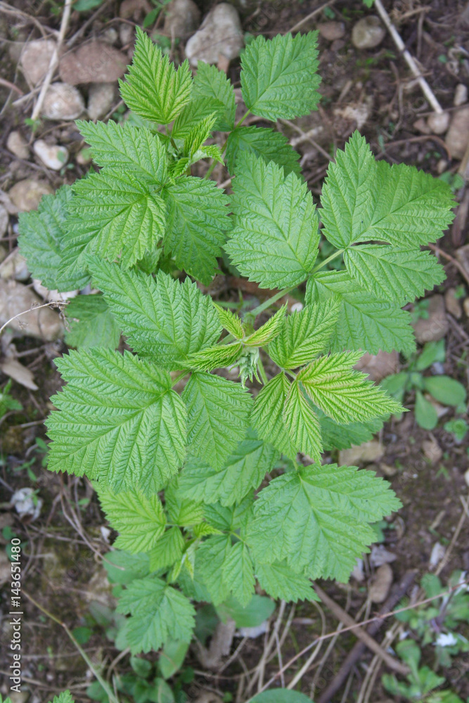 Pianta di Lampone in giardino. Rubus idaeus Pianta di Lampone in giardino. Rubus idaeus