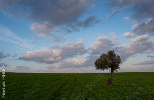 Lonely Olive tree in a green field and moving clouds
