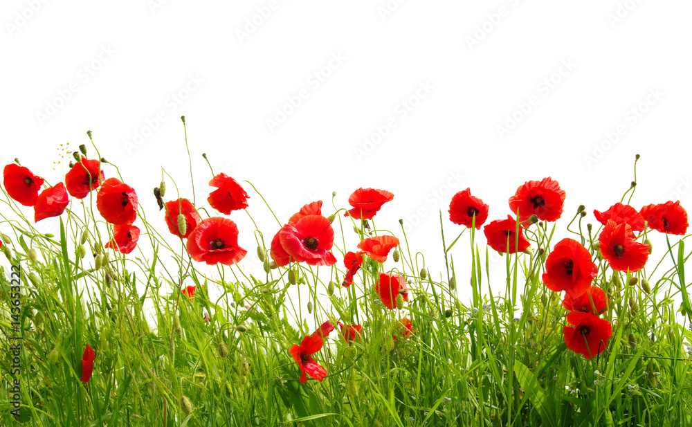 Fototapeta premium czerwone maki na białym tle