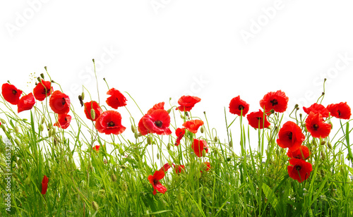 red poppies on white