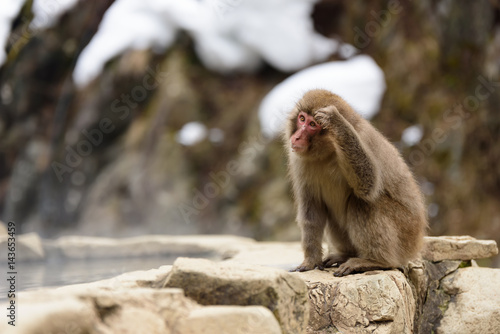 雪の中で温泉につかる猿たち © youreyesonly