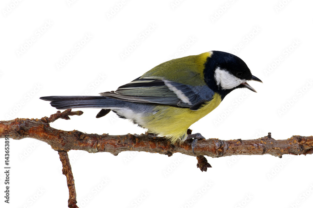 Obraz premium great tit on a branch