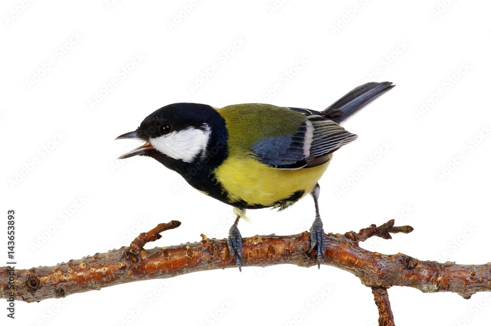 Fototapeta premium great tit on a branch