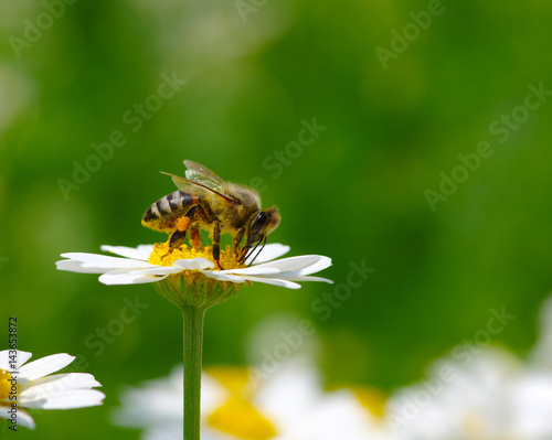 Bee on the flower