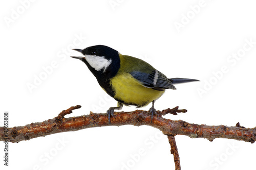 great tit on a branch
