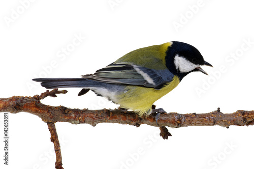 great tit on a branch