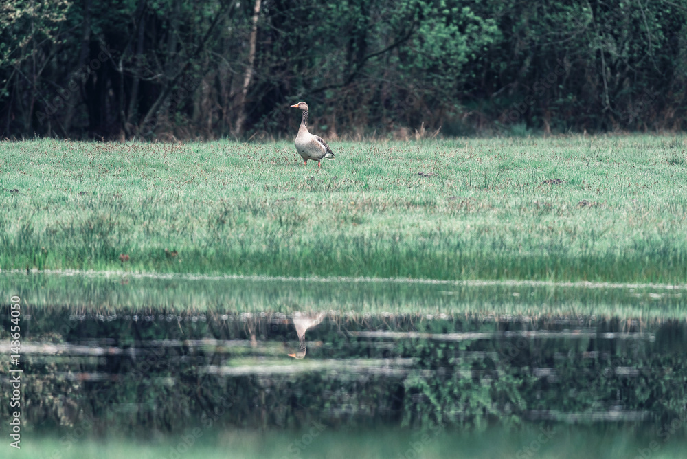 Greylag goose standing in grass near pond. Greylag goose standing in grass near pond.