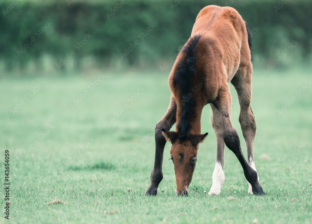 Fototapeta premium Cute foal with spread front legs grazing in meadow.