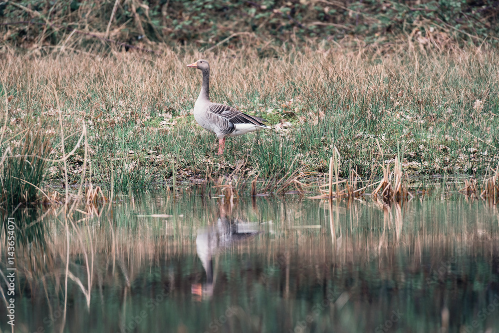 Greylag goose standing in grass at edge of pond. Greylag goose standing in grass at edge of pond.