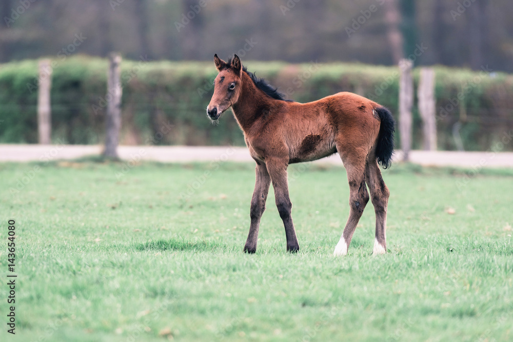 Fototapeta premium Adorable foal standing in spring meadow.