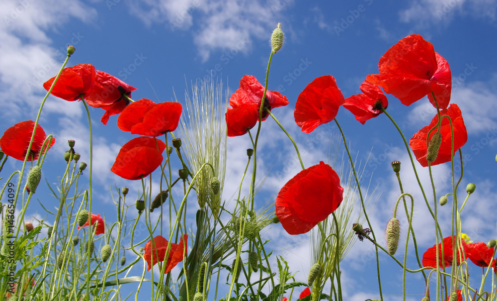 Obraz premium Red poppies on field