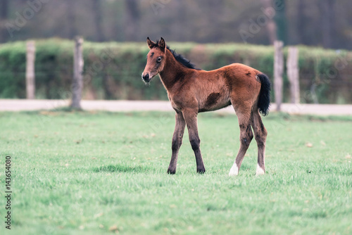 Adorable foal standing in spring meadow.