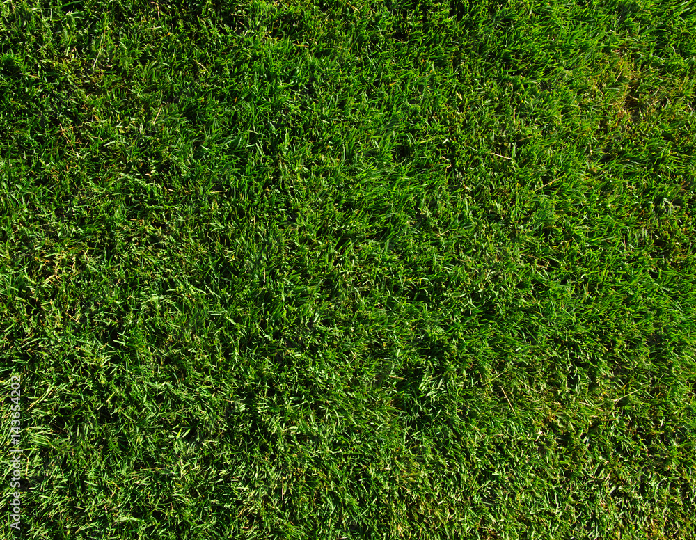 Fototapeta premium Background of a green grass