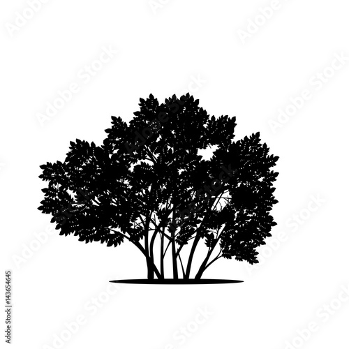 silhouette bush with leaves and shadow