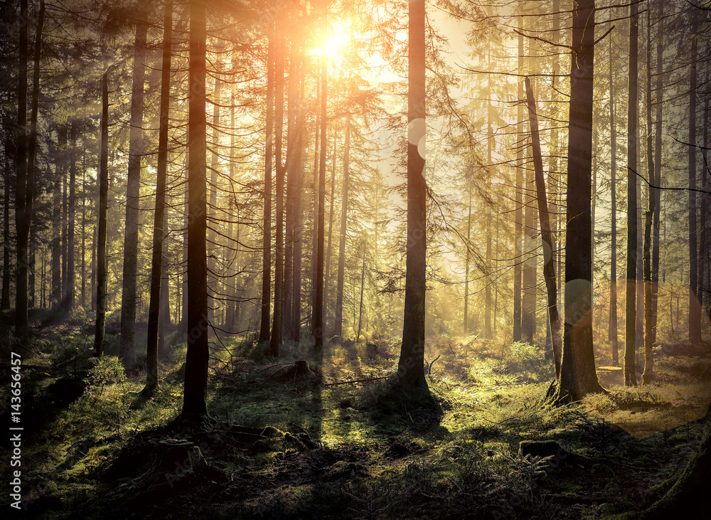 Fototapeta premium Piękny widok na las rano. Słońce zagląda przez drzewo