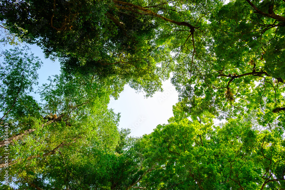 Fototapeta Top Green big tree with heart blue sky thailand