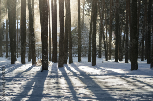 The winter shadows