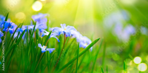 Snowdrop spring flowers. Beautiful blue spring easter holiday background
