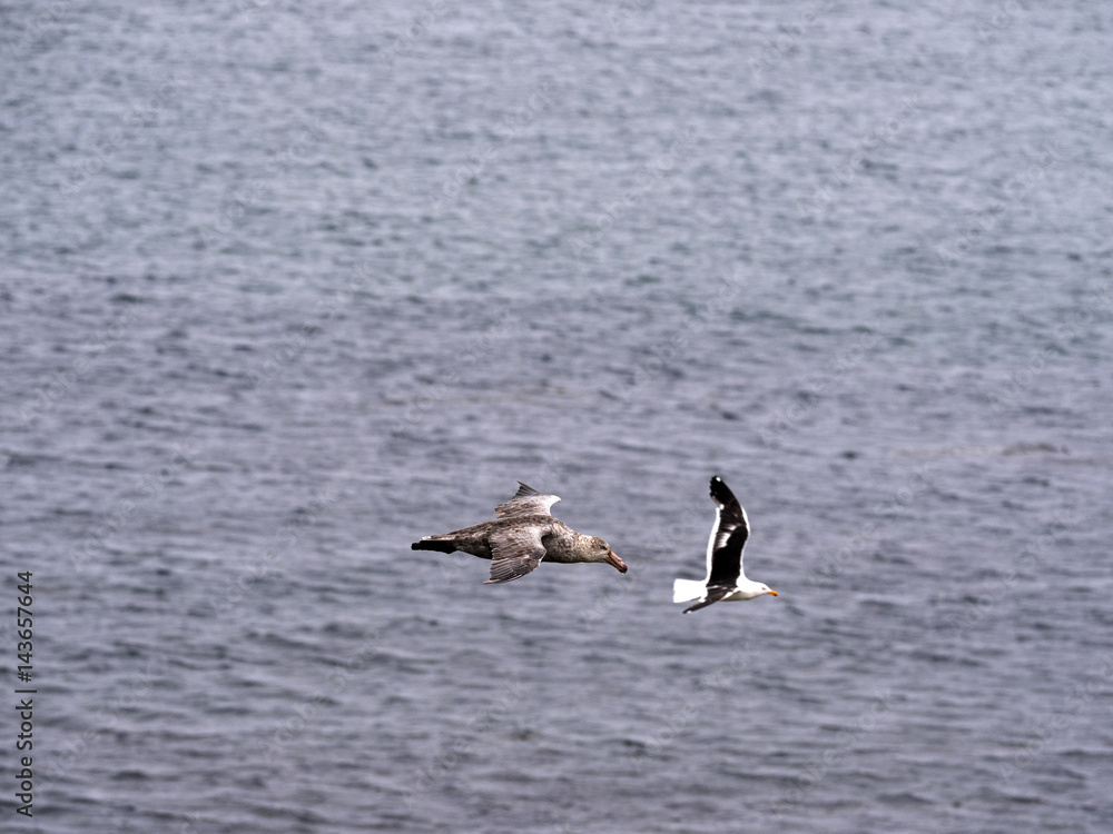 Southern Giant Petrel, Macronectes giganteus, in flight, Sea Lion, Falkland Islands Southern Giant Petrel, Macronectes giganteus, in flight, Sea Lion, Falkland Islands