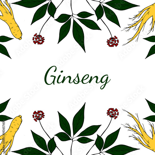Root and leaves panax ginseng, sketch style. Hand draw vintage illustration of medicinal plants, background. For traditional medicine, gardening. Biological additives are. 