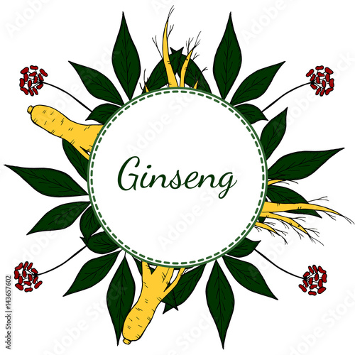 Root and leaves panax ginseng, sketch style. Hand draw vintage illustration of medicinal plants, background. For traditional medicine, gardening. Biological additives are. 