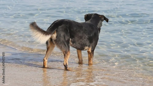 Dog on the beach in slow motion