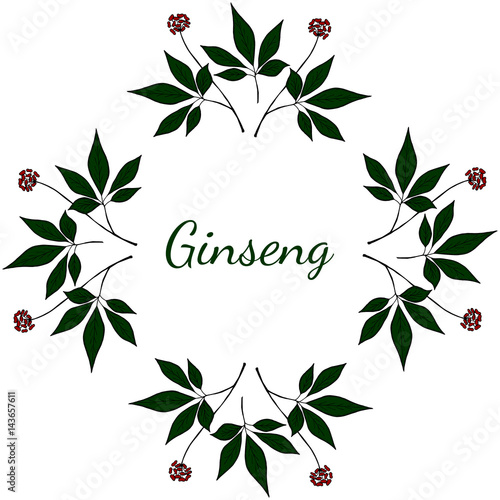 Root and leaves panax ginseng, sketch style. Hand draw vintage illustration of medicinal plants, background. For traditional medicine, gardening. Biological additives are. 